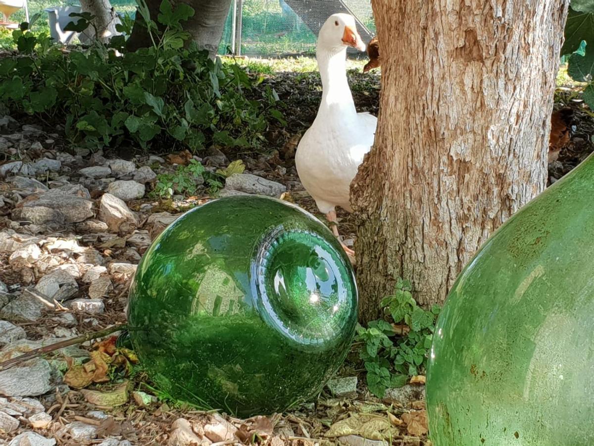 بيرغولا B & B La Primavera المظهر الخارجي الصورة